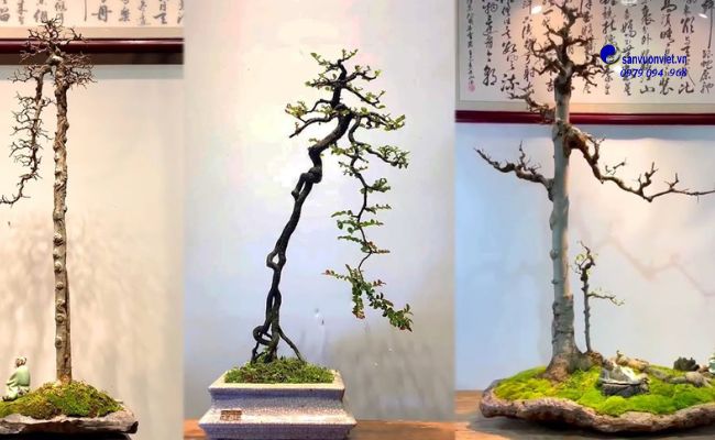 bonsai dáng văn nhân