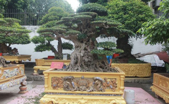 bonsai garden
