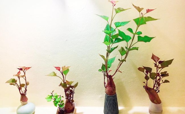 bonsai khoai lang