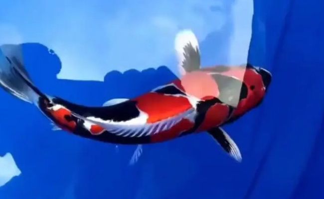 cá koi đắt nhất thế giới