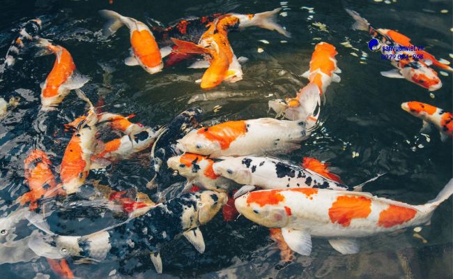 cá koi có ăn được không