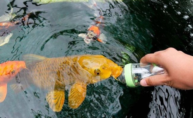  cá koi nằm im dưới đáy