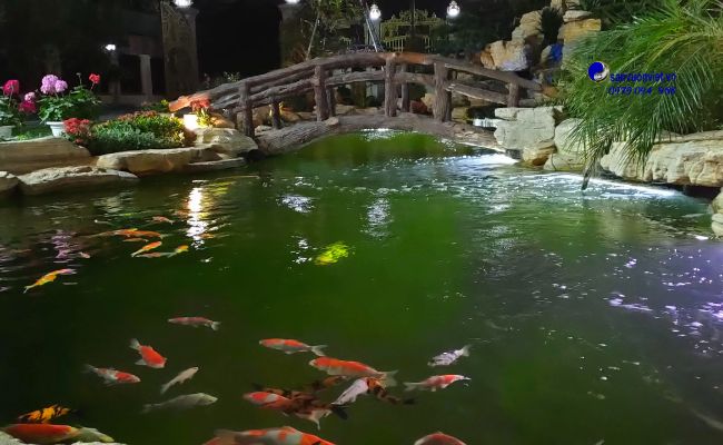 cá koi nuôi chung với cá gì