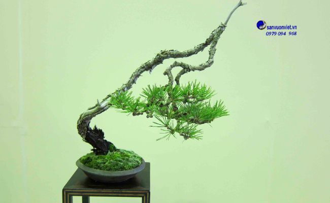 bonsai là gì