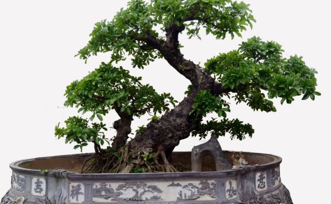 bonsai 2 thân