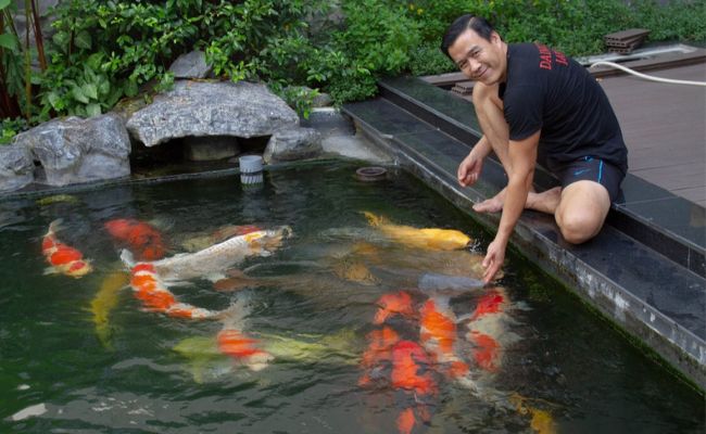 đại gia cá koi