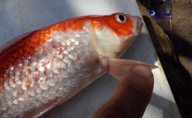 cá koi bị đỏ mình