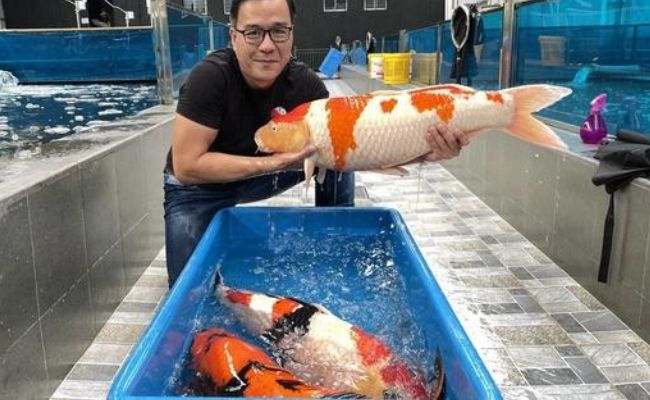 vua cá koi thắng ngô
