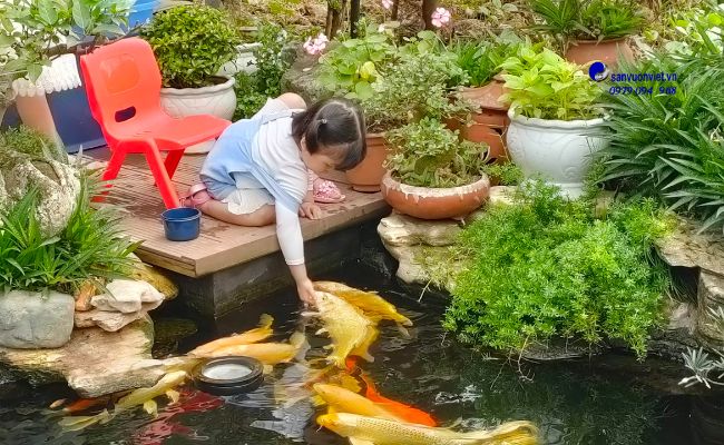 cá koi bình dương