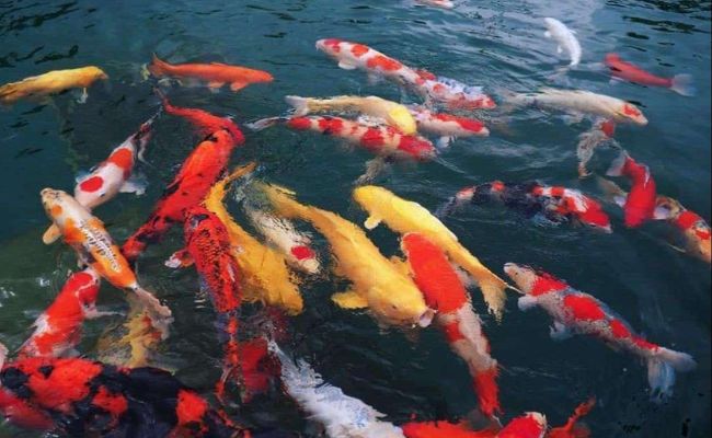 cá koi đẻ